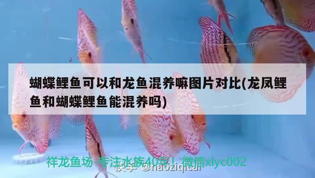 蝴蝶鯉魚(yú)可以和龍魚(yú)混養(yǎng)嘛圖片對(duì)比(龍鳳鯉魚(yú)和蝴蝶鯉魚(yú)能混養(yǎng)嗎) 蝴蝶鯉