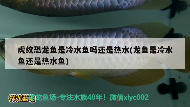 虎紋恐龍魚(yú)是冷水魚(yú)嗎還是熱水(龍魚(yú)是冷水魚(yú)還是熱水魚(yú))