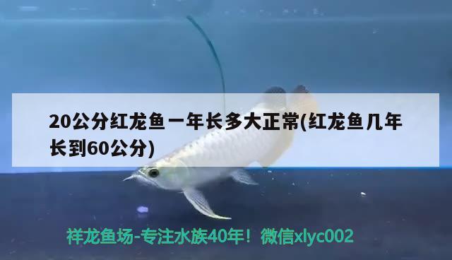 20公分紅龍魚一年長多大正常(紅龍魚幾年長到60公分) 印尼虎苗