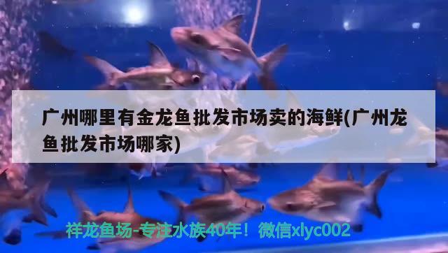 魚缸用什么燈好led燈還是燈管，普通燈帶可以用于魚缸嗎