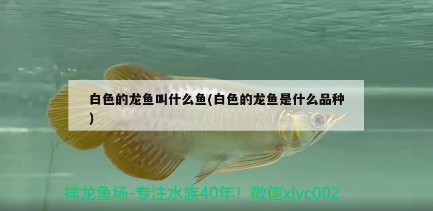 白色的龍魚叫什么魚(白色的龍魚是什么品種) 魚缸百科