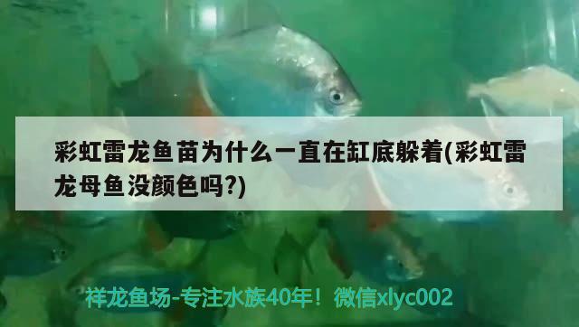 彩虹雷龍魚苗為什么一直在缸底躲著(彩虹雷龍母魚沒顏色嗎?)