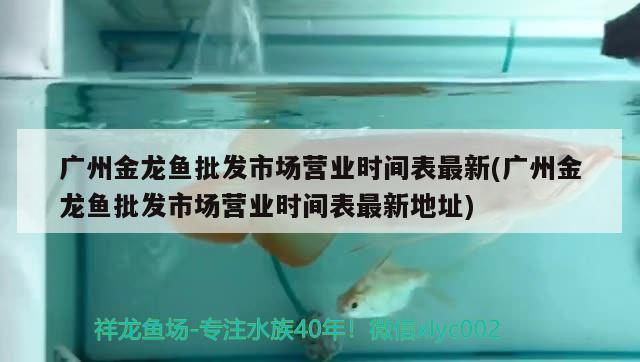 廣州金龍魚批發(fā)市場營業(yè)時間表最新(廣州金龍魚批發(fā)市場營業(yè)時間表最新地址)