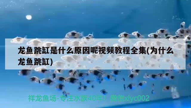 龍魚跳缸是什么原因呢視頻教程全集(為什么龍魚跳缸) 埃及神仙魚