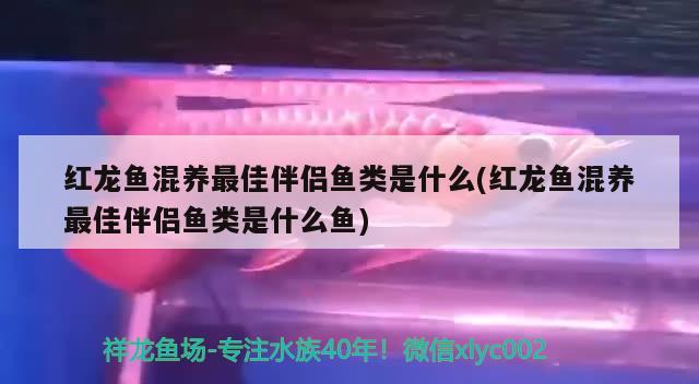 紅龍魚(yú)混養(yǎng)最佳伴侶魚(yú)類是什么(紅龍魚(yú)混養(yǎng)最佳伴侶魚(yú)類是什么魚(yú))