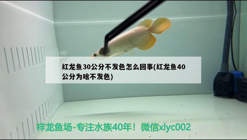 紅龍魚30公分不發(fā)色怎么回事(紅龍魚40公分為啥不發(fā)色)