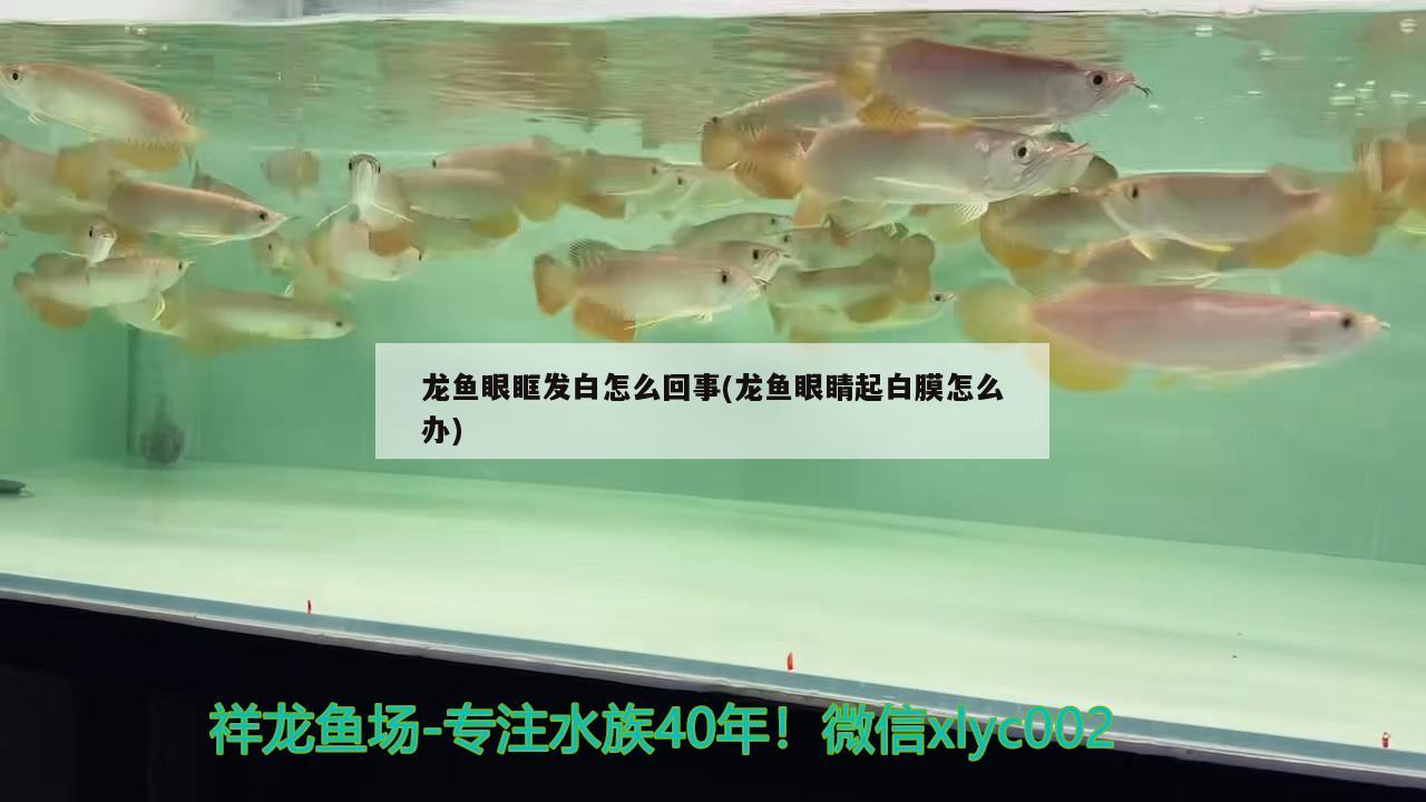 龍魚眼眶發(fā)白怎么回事(龍魚眼睛起白膜怎么辦) 巴西亞魚苗