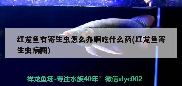 紅龍魚有寄生蟲怎么辦啊吃什么藥(紅龍魚寄生蟲病圖)