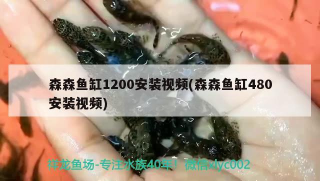 森森魚(yú)缸1200安裝視頻(森森魚(yú)缸480安裝視頻) 蝴蝶鯉