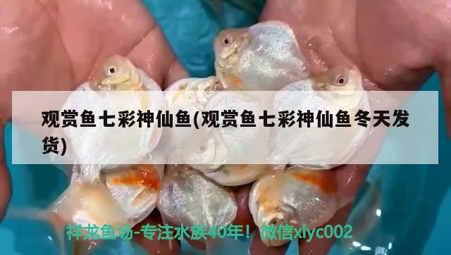 觀賞魚七彩神仙魚(觀賞魚七彩神仙魚冬天發(fā)貨)