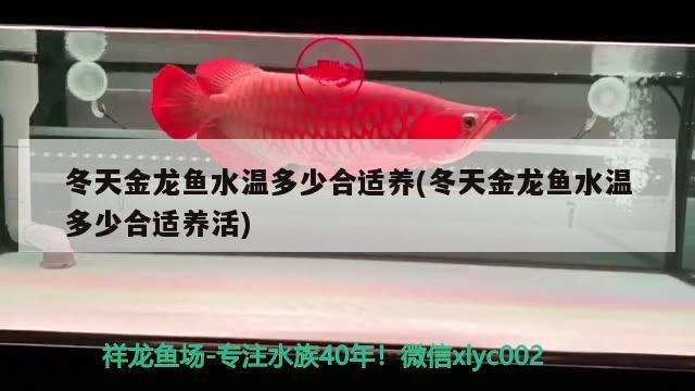 冬天金龍魚(yú)水溫多少合適養(yǎng)(冬天金龍魚(yú)水溫多少合適養(yǎng)活)