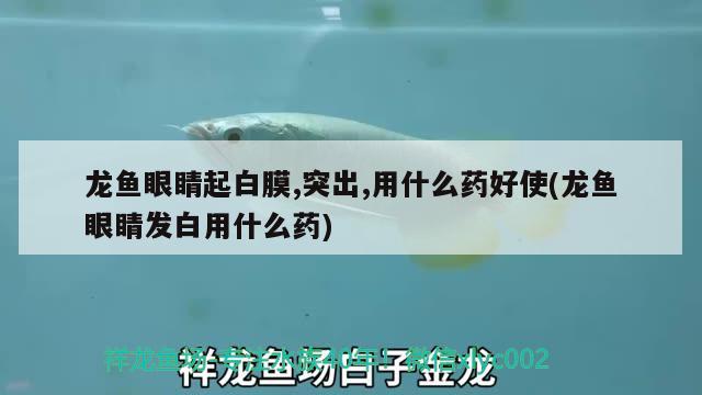 龍魚眼睛起白膜,突出,用什么藥好使(龍魚眼睛發(fā)白用什么藥)