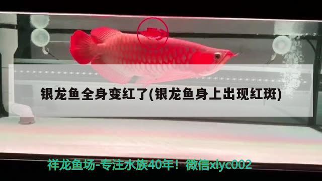 銀龍魚全身變紅了(銀龍魚身上出現(xiàn)紅斑) 銀龍魚