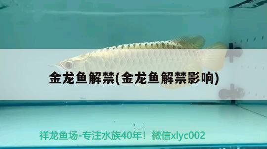 金龍魚解禁(金龍魚解禁影響) 非洲金鼓魚