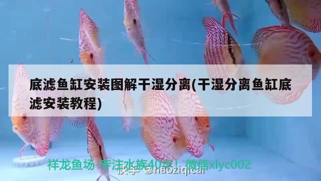 龍魚吃啥發(fā)色好：龍魚吃啥發(fā)色好一點(diǎn) 龍魚百科 第1張