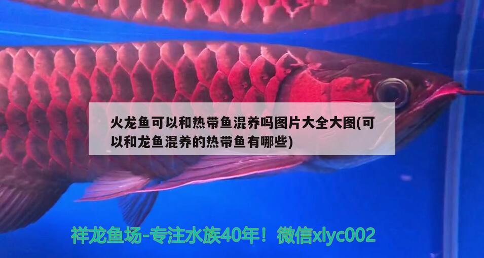 火龍魚可以和熱帶魚混養(yǎng)嗎圖片大全大圖(可以和龍魚混養(yǎng)的熱帶魚有哪些) 龍魚百科