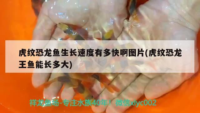 虎紋恐龍魚生長速度有多快啊圖片(虎紋恐龍王魚能長多大) 恐龍王魚