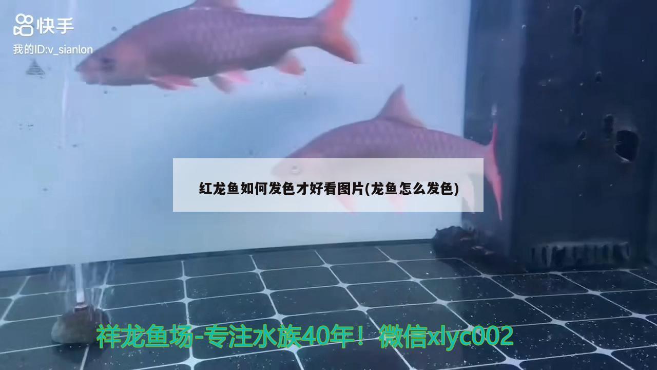 紅龍魚如何發(fā)色才好看圖片(龍魚怎么發(fā)色) 泰國雪鯽魚