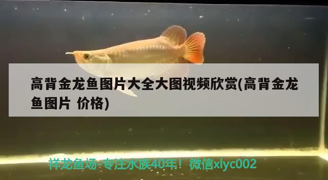 高背金龍魚圖片大全大圖視頻欣賞(高背金龍魚圖片價格) 高背金龍魚