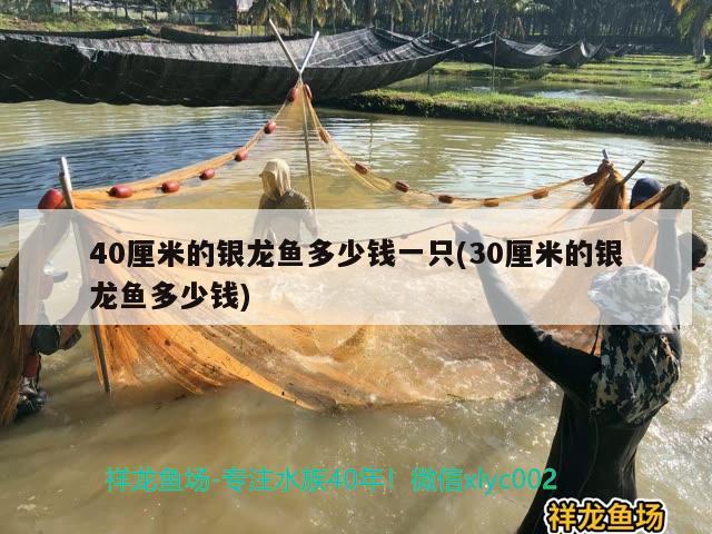 40厘米的銀龍魚多少錢一只(30厘米的銀龍魚多少錢)