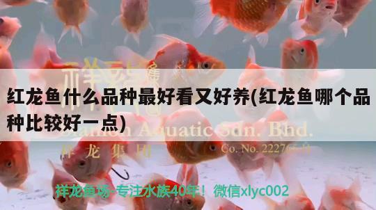 紅龍魚什么品種最好看又好養(yǎng)(紅龍魚哪個(gè)品種比較好一點(diǎn))