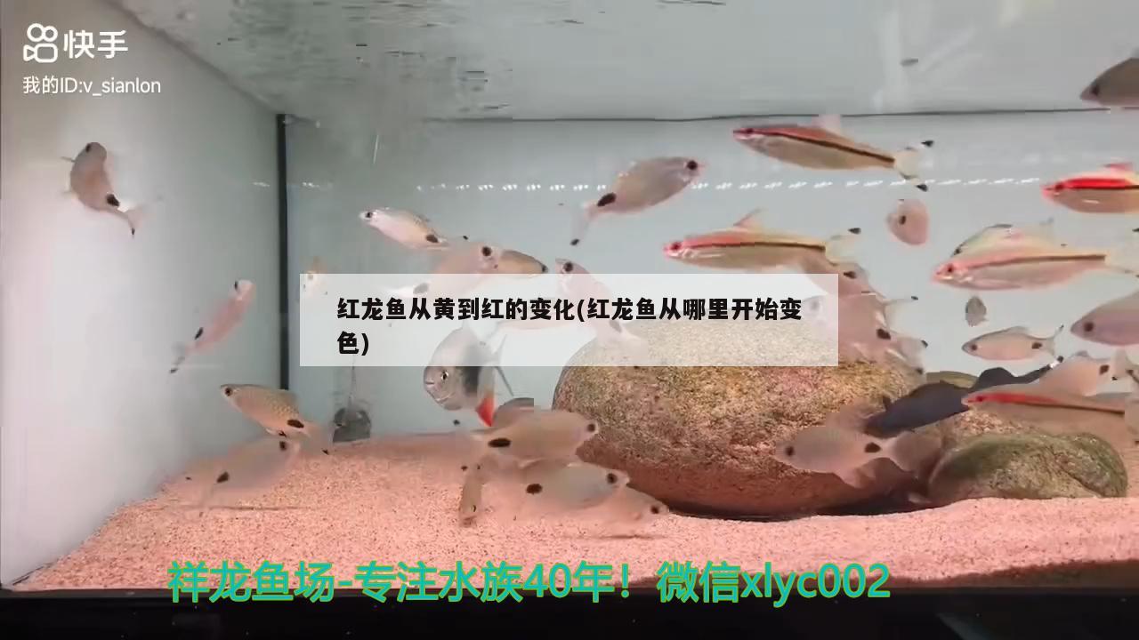 紅龍魚從黃到紅的變化(紅龍魚從哪里開始變色)