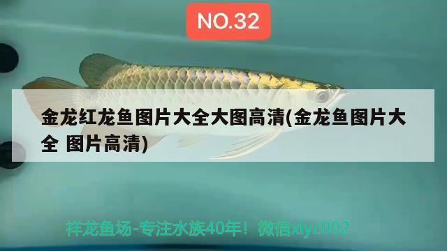 金龍紅龍魚圖片大全大圖高清(金龍魚圖片大全圖片高清)