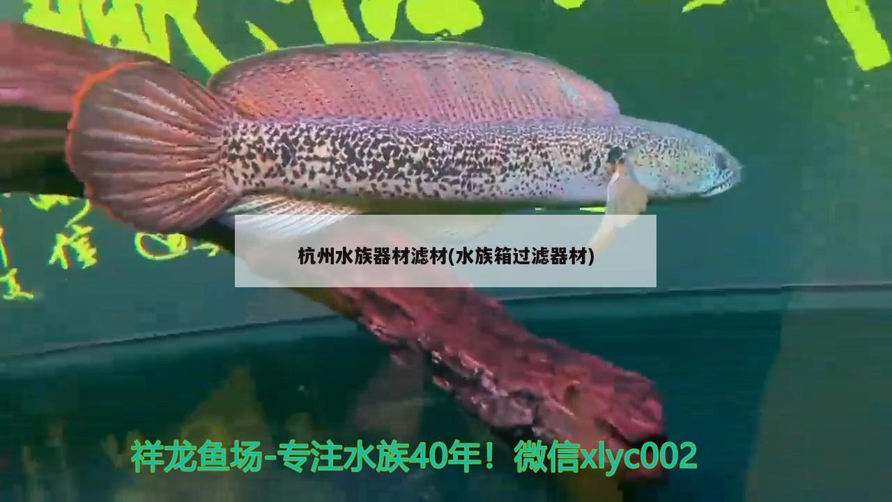 紅龍魚產(chǎn)自哪個國家的(紅龍魚產(chǎn)自哪個國家的品牌)