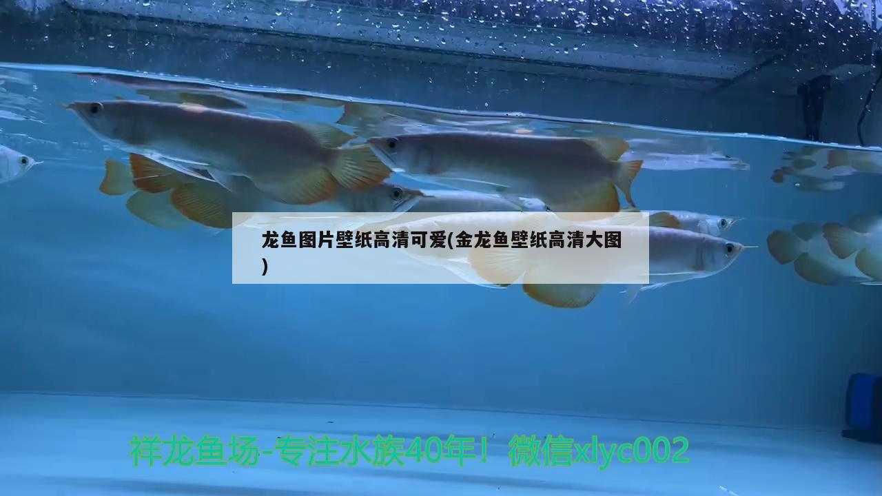 龍魚圖片壁紙高清可愛(金龍魚壁紙高清大圖) 錦鯉池魚池建設(shè)