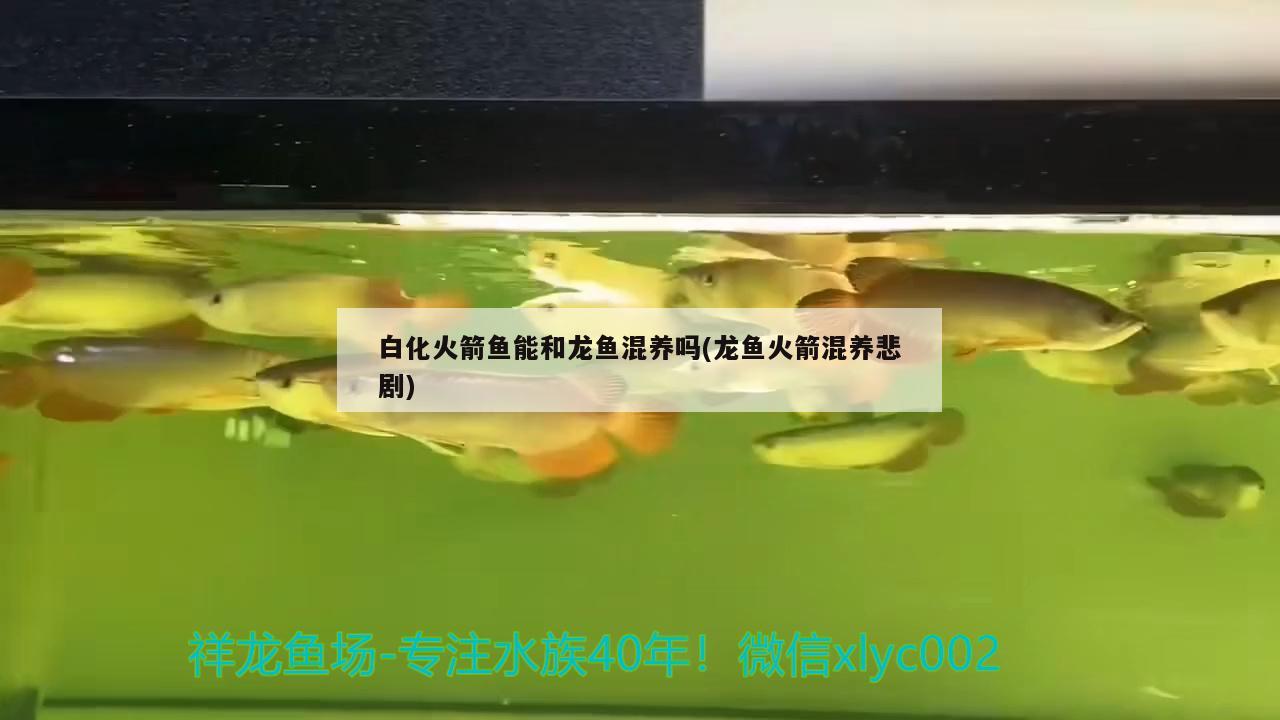 白化火箭魚能和龍魚混養(yǎng)嗎(龍魚火箭混養(yǎng)悲劇)