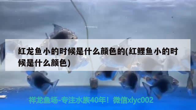 紅龍魚小的時(shí)候是什么顏色的(紅鯉魚小的時(shí)候是什么顏色)