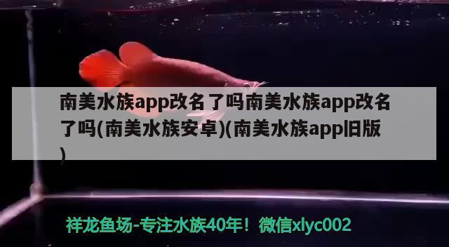 南美水族app改名了嗎南美水族app改名了嗎(南美水族安卓)(南美水族app舊版) 奈及利亞紅圓點(diǎn)狗頭