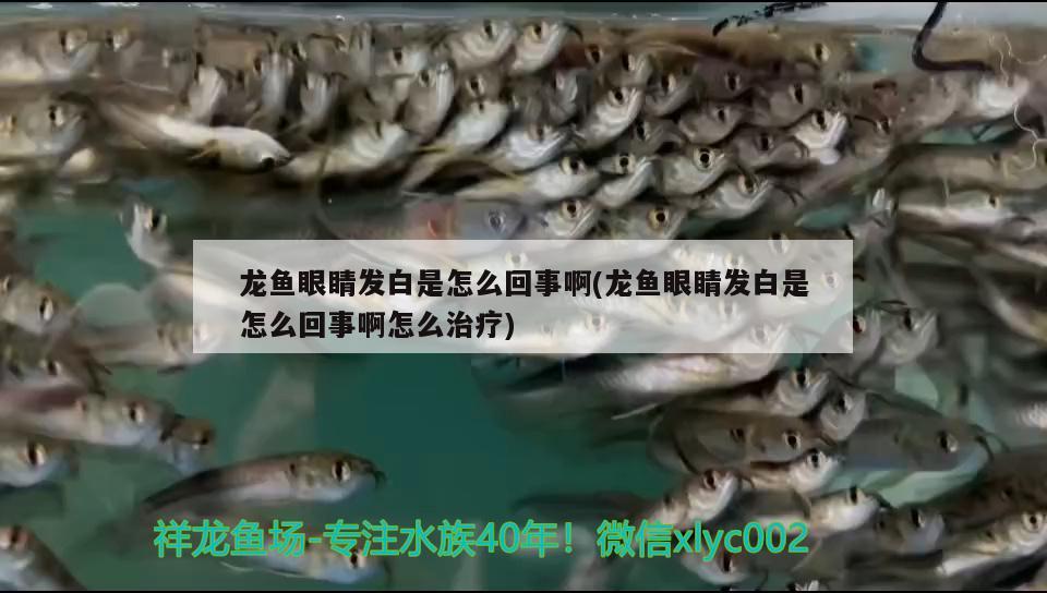 龍魚眼睛發(fā)白是怎么回事啊(龍魚眼睛發(fā)白是怎么回事啊怎么治療)