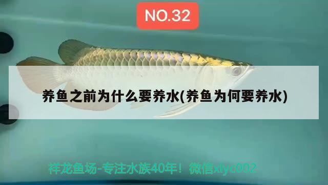 鯊魚褲（鯊魚褲排行榜十強品牌）