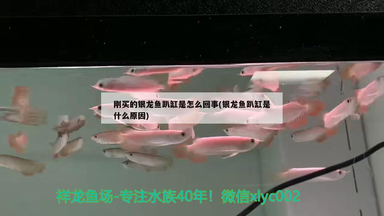 剛買的銀龍魚趴缸是怎么回事(銀龍魚趴缸是什么原因)