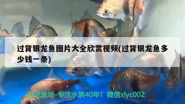 過(guò)背銀龍魚(yú)圖片大全欣賞視頻(過(guò)背銀龍魚(yú)多少錢一條) 銀龍魚(yú)百科