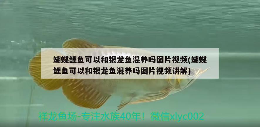 蝴蝶鯉魚可以和銀龍魚混養(yǎng)嗎圖片視頻(蝴蝶鯉魚可以和銀龍魚混養(yǎng)嗎圖片視頻講解) 蝴蝶鯉