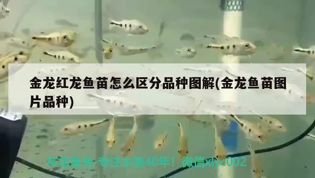 龍魚養(yǎng)殖溫度是多少度：養(yǎng)龍魚的水溫多少度 觀賞魚市場 第3張