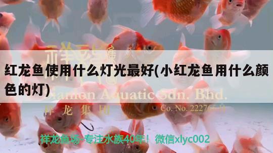 紅龍魚使用什么燈光最好(小紅龍魚用什么顏色的燈) 硝化細(xì)菌