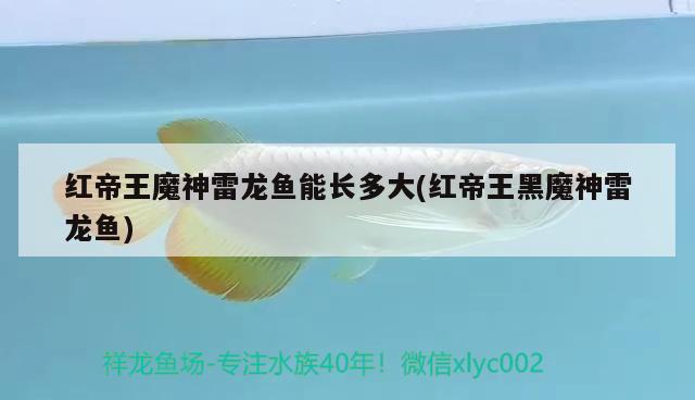 紅帝王魔神雷龍魚(yú)能長(zhǎng)多大(紅帝王黑魔神雷龍魚(yú)) 慈雕魚(yú)