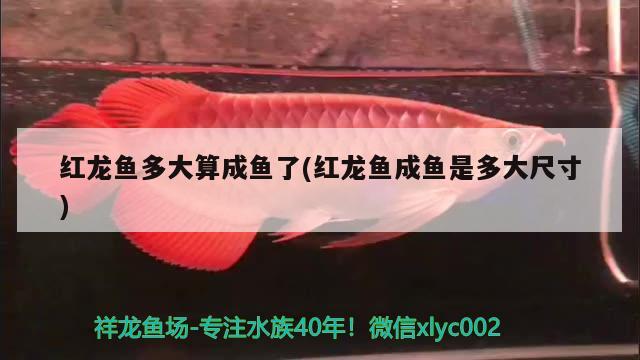 紅龍魚(yú)多大算成魚(yú)了(紅龍魚(yú)成魚(yú)是多大尺寸)