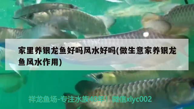 家里養(yǎng)銀龍魚好嗎風水好嗎(做生意家養(yǎng)銀龍魚風水作用) 魚缸風水