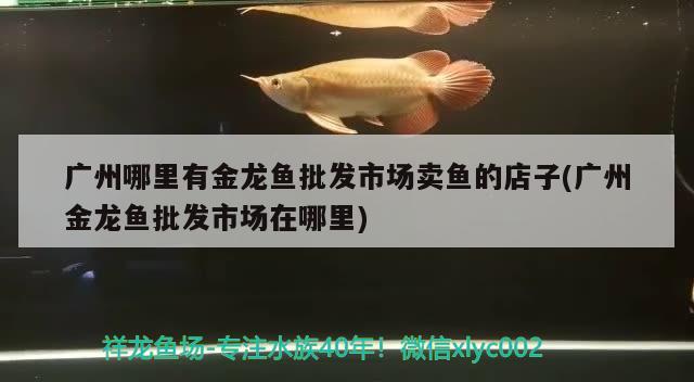 鸚鵡魚吃幼魚嗎（鸚鵡魚吃幼魚嗎怎么喂）