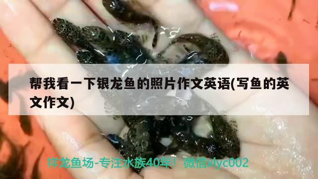 龍魚養(yǎng)殖溫度是多少度：養(yǎng)龍魚的水溫多少度 觀賞魚市場 第1張