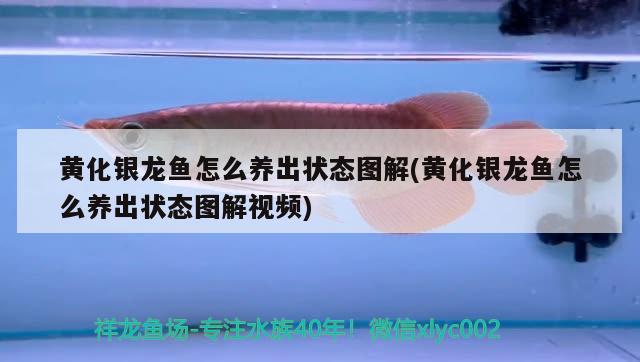 黃化銀龍魚怎么養(yǎng)出狀態(tài)圖解(黃化銀龍魚怎么養(yǎng)出狀態(tài)圖解視頻) 銀龍魚百科