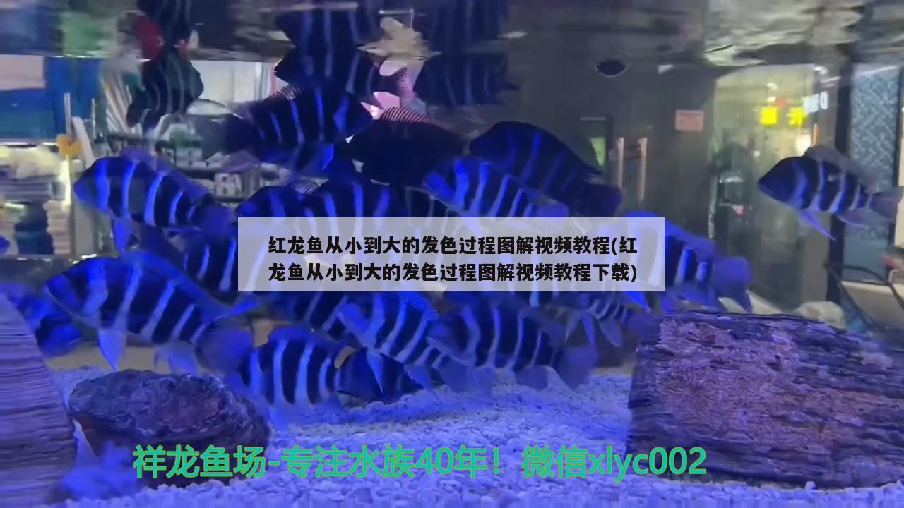 吉安龍魚苗批發(fā)在哪里進(jìn)貨，吉安龍魚苗批發(fā)在哪里批發(fā) 女王大帆魚苗 第1張