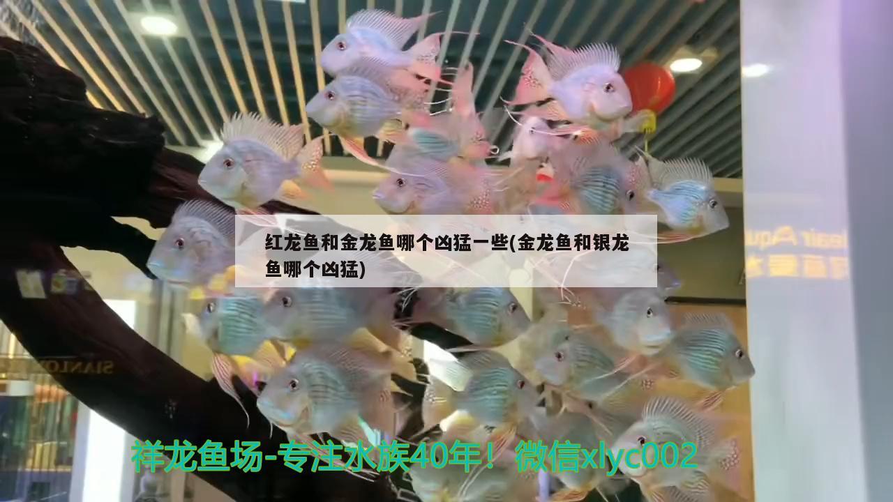 紅龍魚和金龍魚哪個兇猛一些(金龍魚和銀龍魚哪個兇猛) 銀龍魚百科