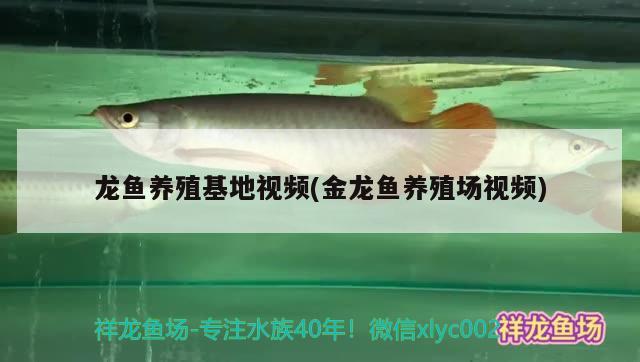 巴中水族批發(fā)市場:就是那個花鳥魚蟲市場 觀賞魚水族批發(fā)市場 第2張