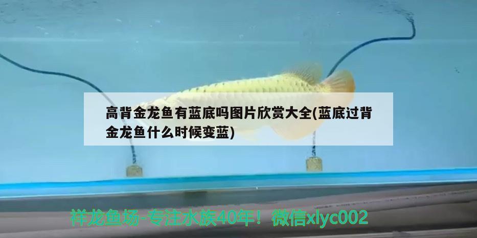 高背金龍魚有藍(lán)底嗎圖片欣賞大全(藍(lán)底過背金龍魚什么時候變藍(lán)) 高背金龍魚