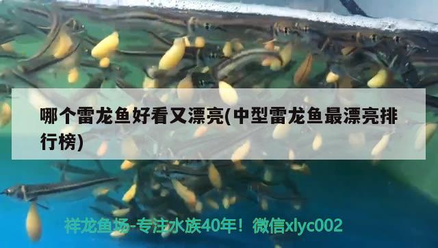 哪個(gè)雷龍魚好看又漂亮(中型雷龍魚最漂亮排行榜) 魚缸水質(zhì)穩(wěn)定劑 第2張